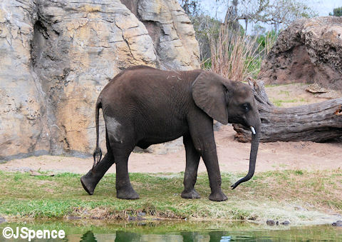 Elephant