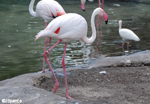 Flamingo