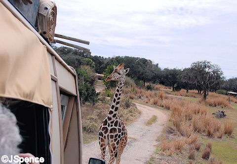 Giraffe