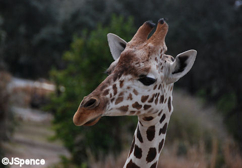 Giraffe