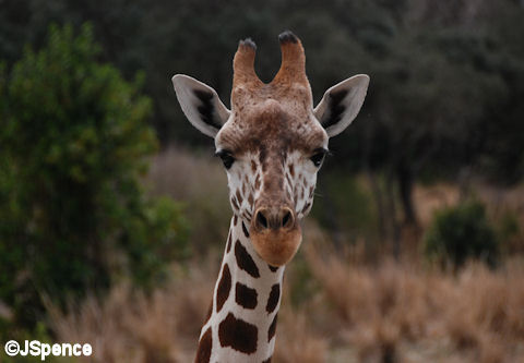 Giraffe