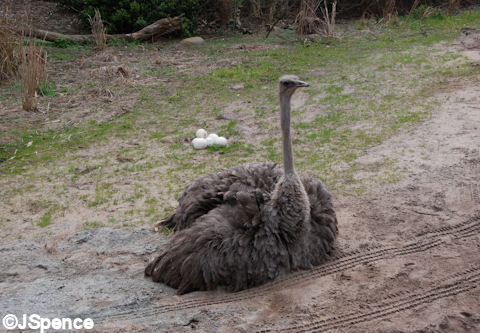 Ostrich