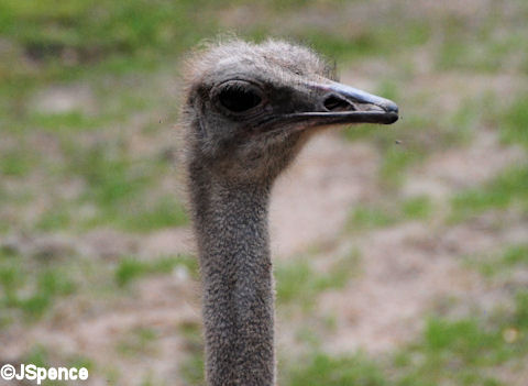 Ostrich