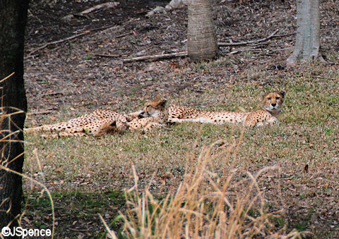 Cheetahs