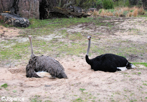 Ostrich
