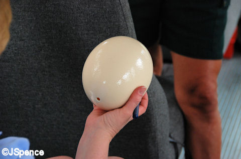 Ostrich Egg