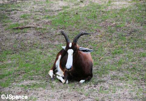 Oryx