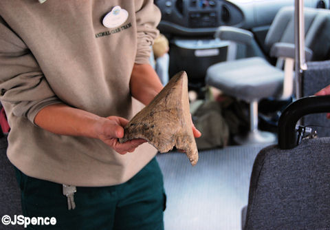 Rhino Horn