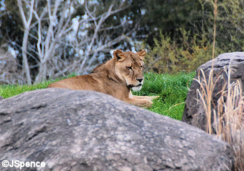 Lioness