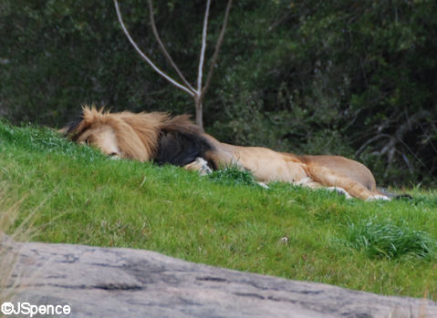 Lion