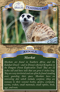 card#13