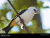 Disney World Wallpaper Animal Kingdom Aviary