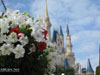 Disney World Wallpaper Cinderella's Castle