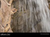 Disney World Wallpaper Tree of Life Giraffe Carving