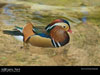 Disney World Wallpaper Mandarin Duck