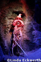 Pirates of the Caribbean Disneyland