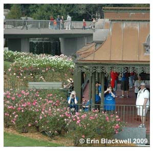 Disney's PhotoPass Photographer taking candid of Deb Wills