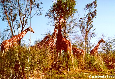 Reticulate Giraffes on the Kilimanjaro Safari Ride