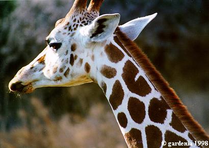 Reticulate Giraffe on the Kilimanjaro Safari Ride