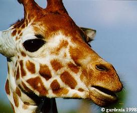 Upclose look of Reticulate Giraffe on the Kilimanjaro Safari Ride