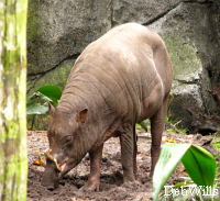 Babirusa