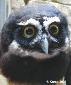 Spectacled Owl
