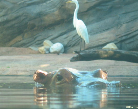 Nile Hippototmus at Disney's Animal Kingdom