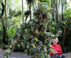 Divine - Walking Vine in Animal Kingdom
