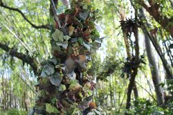 Divine - Walking Vine in Animal Kingdom