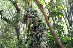 Divine - Walking Vine in Animal Kingdom