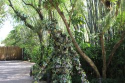 Divine - Walking Vine in Animal Kingdom