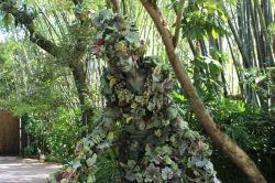 Divine - Walking Vine in Animal Kingdom