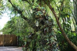 Divine - Walking Vine in Animal Kingdom