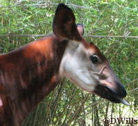Okapi at Animal Kingdom