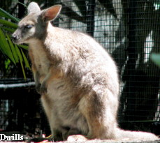 Swamp Wallaby