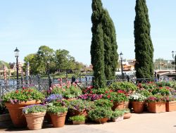 Italy Container Gardens Epcot Flower and Garden Festival