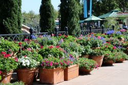 Italy Container Gardens Epcot Flower and Garden Festival