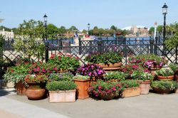 Italy Container Gardens Epcot Flower and Garden Festival