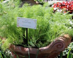Pizzeria Garden Epcot Flower and Garden Festival