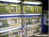 Bug Room