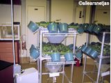 Bug Room