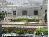 Castle in Lettuce