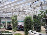 Greenhouse