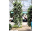 Greenhouse