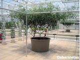Greenhouse