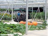 Greenhouse
