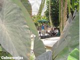 Greenhouse