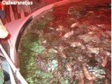 Auquaculture Room