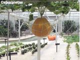 Big Pumpkin