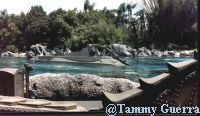 July 1985 photo 20,000 Leagues Under the Sea